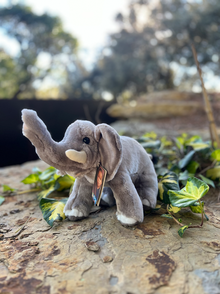 ELEPHANT – Image 2