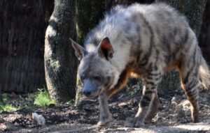 A male striped hyena!