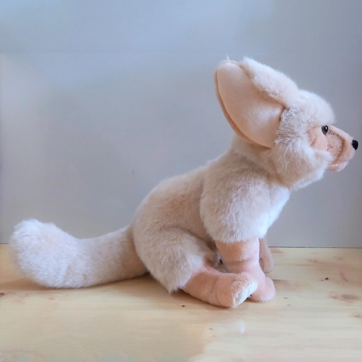 Fennec – Image 11