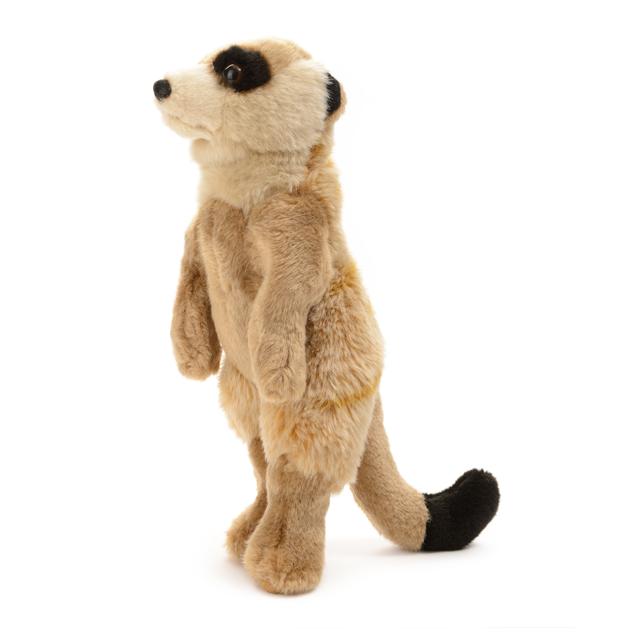 Suricate – Image 2