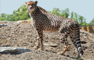 Exceptional arrival of 6 cheetahs