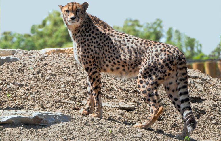 Exceptional arrival of 6 cheetahs