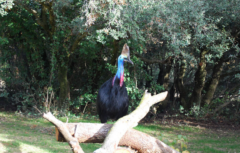 Arrival of a female helmeted cassowary