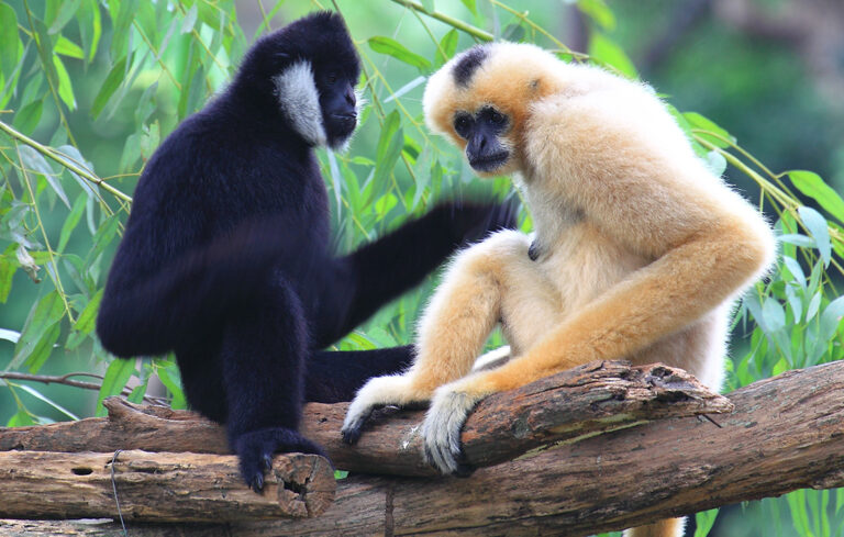 Arrival of gibbons!