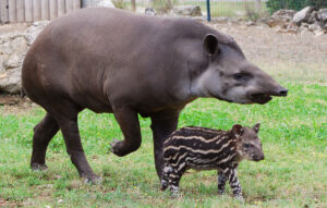 A baby tapir!