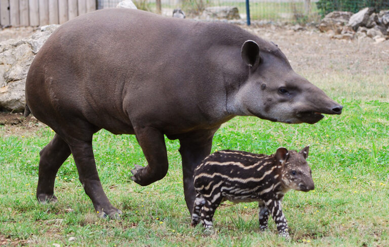 A baby tapir!