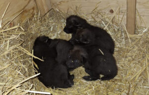 Naissance de 4 louveteaux à crinière !