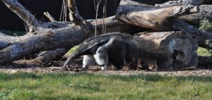 The anteaters have arrived!