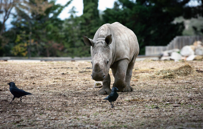 Naissance exceptionnelle d&rsquo;un rhinocéros