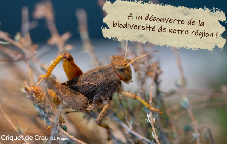 September 16 and 17, 2023: let’s discover our biodiversity! (POSTPONED)