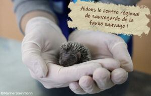 Donations for the wildlife rescue centre!