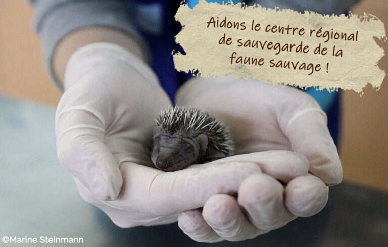 Donations for the wildlife rescue centre!