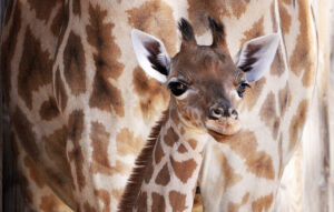 Une petite girafe est née !