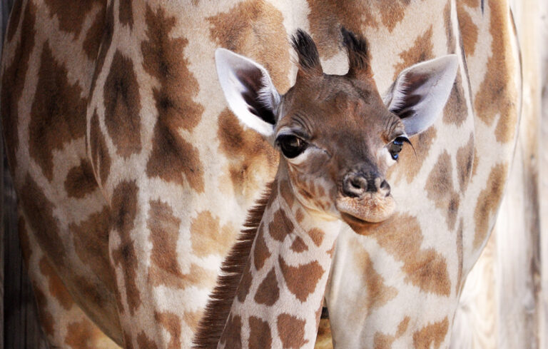Une petite girafe est née !