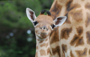 Un nouveau girafon !