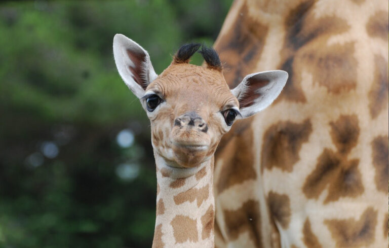 Un nouveau girafon !
