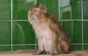 The zoo to the rescue of laboratory animals!