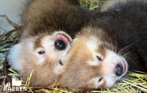 BIRTH OF RED PANDAS!