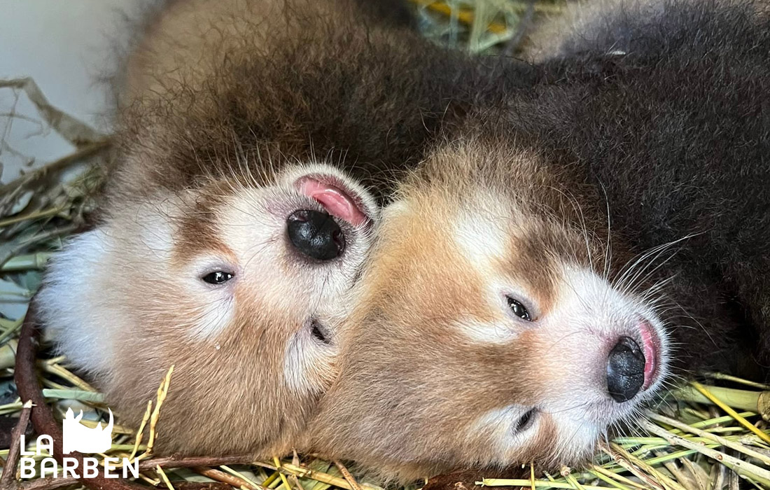 BIRTH OF RED PANDAS! - La Barben Animal Park
