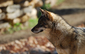 A new park for European wolves!