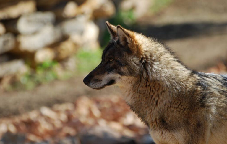 A new park for European wolves!