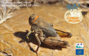 A European programme to save the Crau locust!