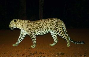 A conservation program for Sri Lankan panthers!