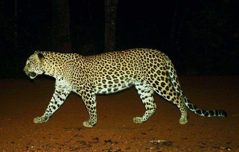 A conservation program for Sri Lankan panthers!