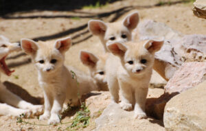 Carnet rose chez les fennecs !