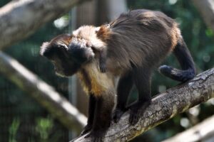 A little brown capuchin!