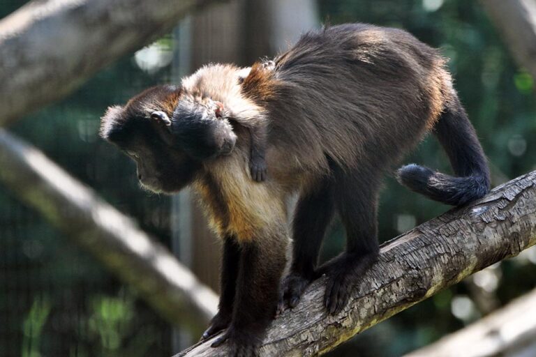 A little brown capuchin!
