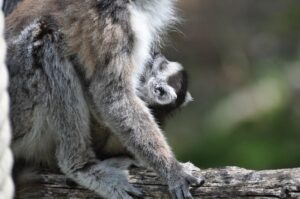 A lemur catta birth !