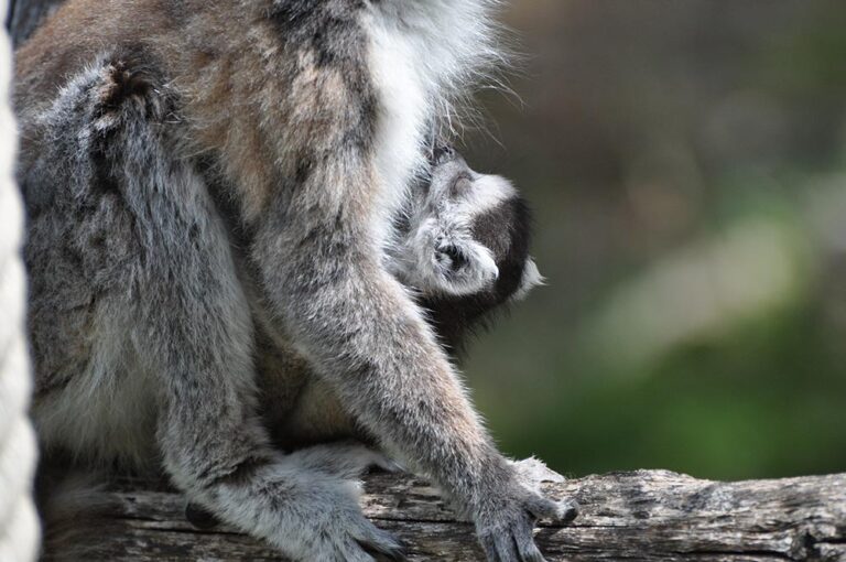 A lemur catta birth !