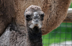 First births of the year!