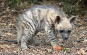 Baby hyenas!