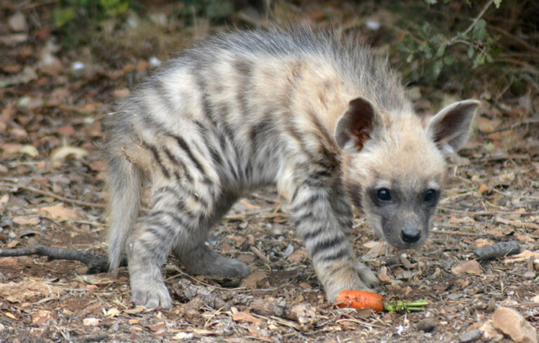 Baby hyenas!