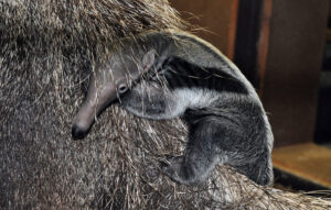 First birth of anteater!