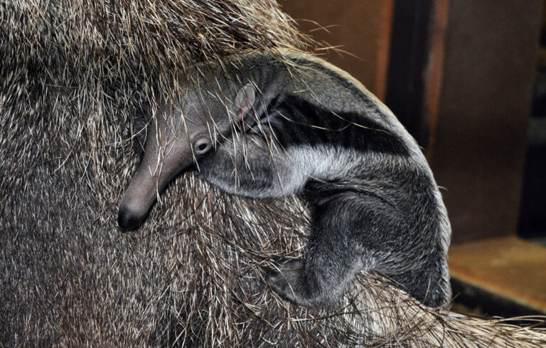 First birth of anteater!