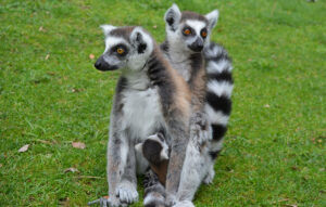 A lemur catta birth !