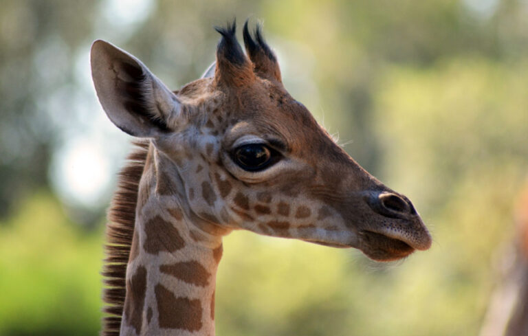 Birth of a giraffe!