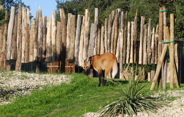 A new park for maned wolves!