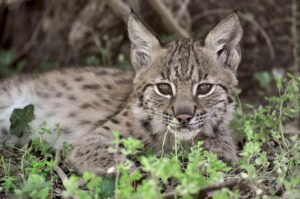 Baby lynx!