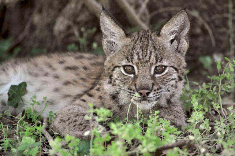 Baby lynx!