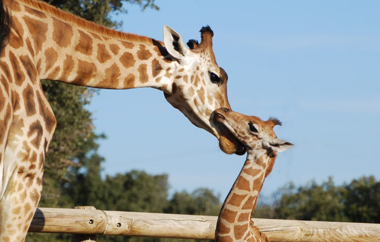 Birth of a giraffe!