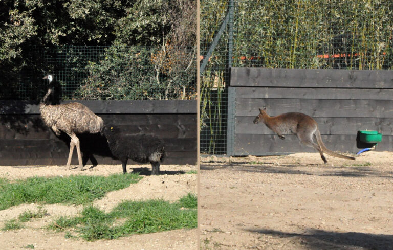 New park for Bennett’s wallabies and emus