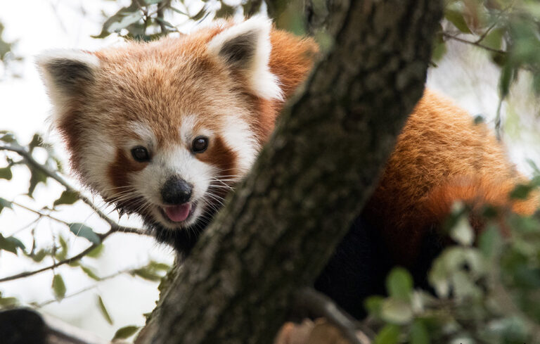 Red pandas just arrived !