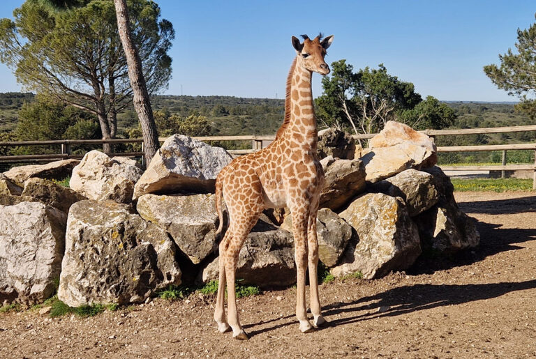 Naissance d’un girafon