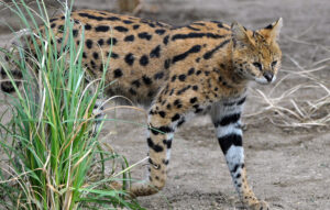 Arrival of the servals!