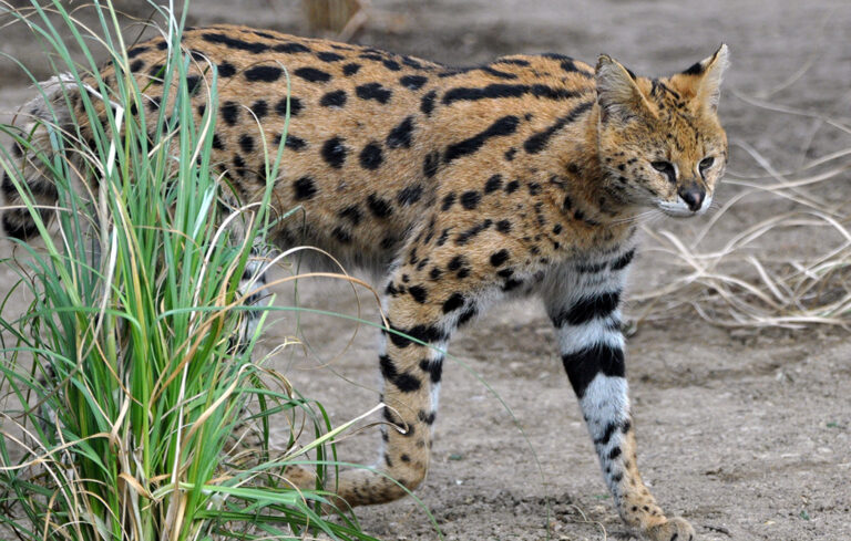 Arrival of the servals!