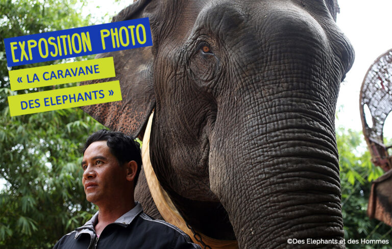Du 05 au 19 août 2022 : exposition photo « la caravane des éléphants »